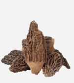 Dolmalık Jumbo kuzugöbeği mantarı